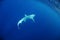 Bigeye thresher shark swimming in ocean