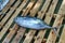 Bigeye tuna on the wood palette on the fish market on Maafushi Island Maldives