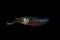 Bigfin reef squid, Sepioteuthis lessoniana
