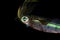Bigfin reef squid, Sepioteuthis lessoniana