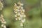 Bigflower tellima, Tellima grandiflora