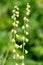 Bigflower tellima (tellima grandiflower