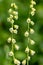 Bigflower tellima (tellima grandiflower