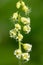 Bigflower tellima (tellima grandiflower