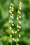 Bigflower tellima (tellima grandiflower