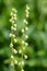 Bigflower tellima (tellima grandiflower