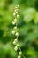 Bigflower tellima (tellima grandiflower