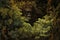 A Bigfoot creature hiding behind leaves peaking out. Sasquatch hidden in camouflage