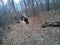 Bigfoot Sasquatch, Nature, Woods, Captured on Camera