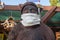 Bigfoot wearing a face mask during COVID-19 pandemic