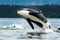 Bigg\'s orca whale jumping out of the sea in Vancouver Island, Canada