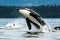 Bigg\'s orca whale jumping out of the sea in Vancouver Island, Canada