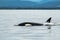 Bigg\'s orca whale in the sea surrounded by hills in Vancouver Island, Canada