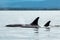 Bigg\'s orca whale in the sea surrounded by hills in Vancouver Island, Canada