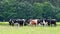 A bigger heard of white black and brown cow heifers and calves looking at a group of people