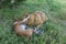 Bigger sheep dog female biting younger and smaller basenji male while playing