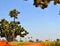 Biggest baobab tree in Senegal