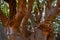 Biggest baobab tree in Senegal