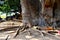 Biggest baobab tree in Senegal