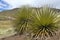 Biggest bromelie, Puya raimondii, Huascaran, Peru
