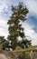 Biggest Canary Island pine Pino Gordo
