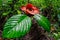 The Biggest Flower in the world Rafflesia Arnoldii