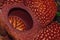 The Biggest Flower in the world Rafflesia Arnoldiiin close up