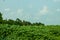 Biggest jute crop field and behind mango tree in a village