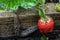 The biggest leopard slug crawls away after eating strawberries.