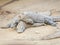 Biggest Lizard Komodo Dragon (Varanus komodoensis) in the Wild