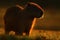 Biggest mouse around the world, Capybara, Hydrochoerus hydrochaeris, with evening light during sunset, Pantanal, Brazil