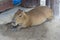 Biggest mouse, Capybara, Hydrochoerus hydrochaeris