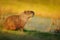 Biggest mouse, Capybara, Hydrochoerus hydrochaeris, with evening light during sunset, Pantanal, Brazil