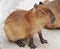 Biggest mouse Capybara from South America