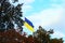 The Biggest National flag Ukraine in the blue sky. Tree leaves border. Natural frame. Beautiful sunny autumn morning landscape.