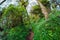 Biggest tree in rain forest and woman hiker on trail in Bali