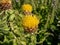 Bighead knapweed, lemon fluff or Armenian basketflower (Centaurea macrocephala) blooming with a flower that