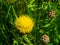 Bighead knapweed, lemon fluff or Centaurea macrocephala blossom close-up, selective focus, shallow DOF