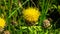Bighead knapweed, lemon fluff or Centaurea macrocephala blossom close-up, selective focus, shallow DOF