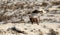 Bighorn Ewe in the Deep Yellowstone Snow