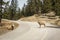 Bighorn female sheep or ewe Ovis canadensis big Mammal on the road east of british columbia canada