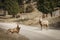 Bighorn female sheep or ewe Ovis canadensis big Mammal on the road east of british columbia canada