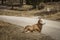 Bighorn female sheep or ewe Ovis canadensis big Mammal on the road east of british columbia canada