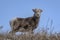 Bighorn lamb