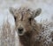 Bighorn lamb in Grand Teton National Park Winter.