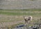 Bighorn Lamb Looks toward Camera on sunny day