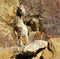 Bighorn Lamb on Rocks