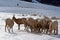 Bighorn Mountain Sheep herd outside Jackson Hole Wyoming