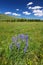 Bighorn National Forest Wildflowers