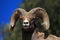 Bighorn Ram in the Lamar Valley